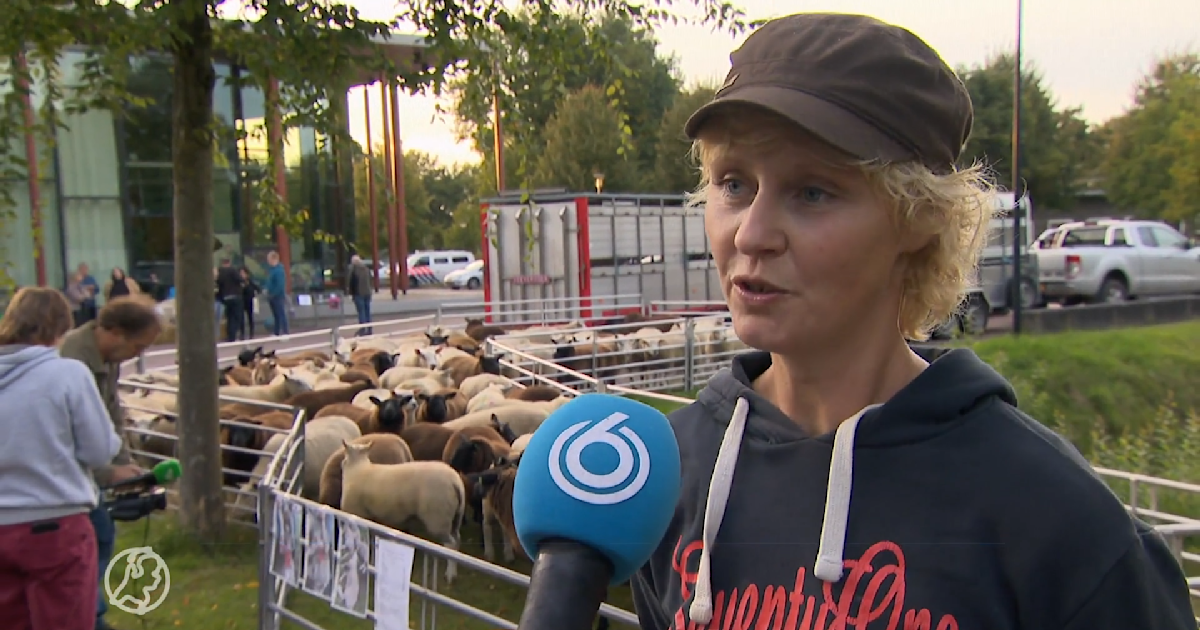 Drenten protesteren tegen de wolf 'Straks de wolf in de wei, en de koe in de stal?' Hart van Drenten protesteren tegen de wolf 'Straks de wolf in de wei, en de koe in de stal?' Hart van