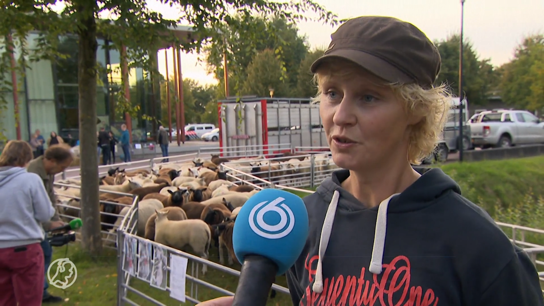 Drenten protesteren tegen de wolf 'Straks de wolf in de wei, en de koe in de stal?' Hart van