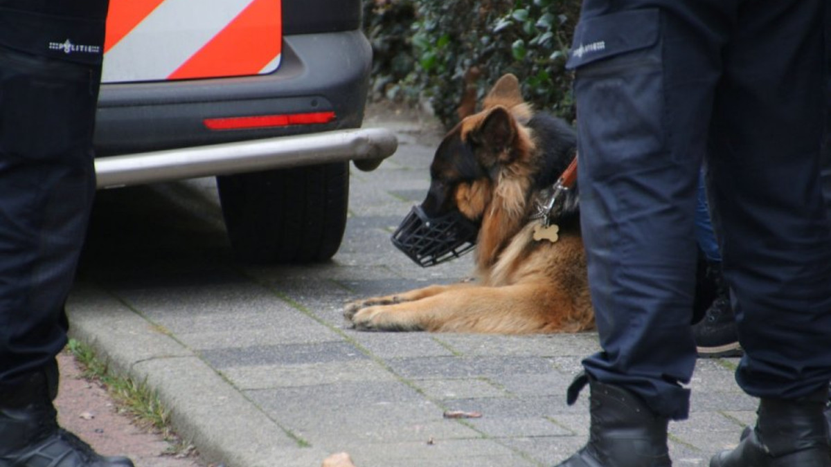 Wijkagenten Elburg FB Politie zoekt eigenaren van hond die hardloopster beet in 't Harde