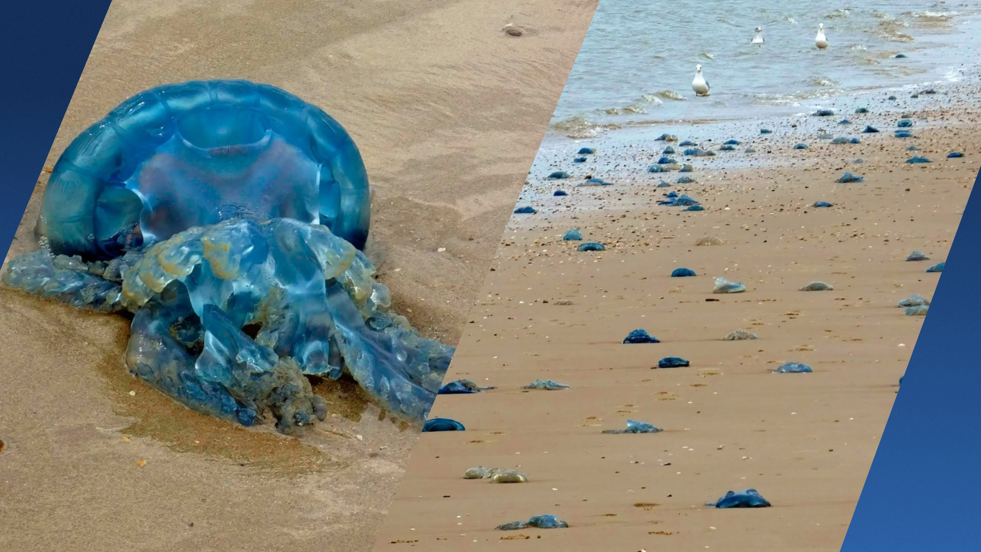 Dozens of giant jellyfish wash ashore on Egmond aan Zee beach