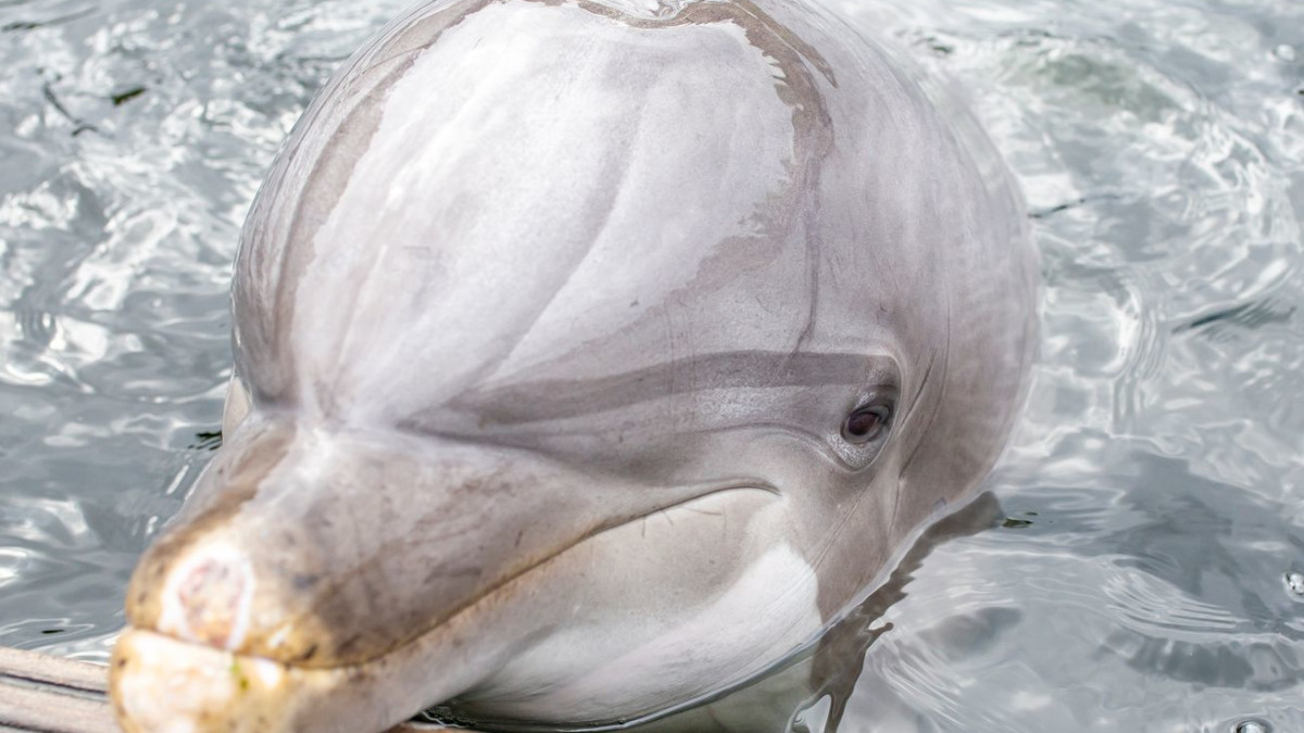 Dolfinarium neemt afscheid van iconische dolfijn Maaike (38)