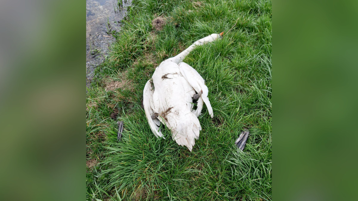 Bizarre vondst: dode en verminkte zwanen in weiland Zuidlaren