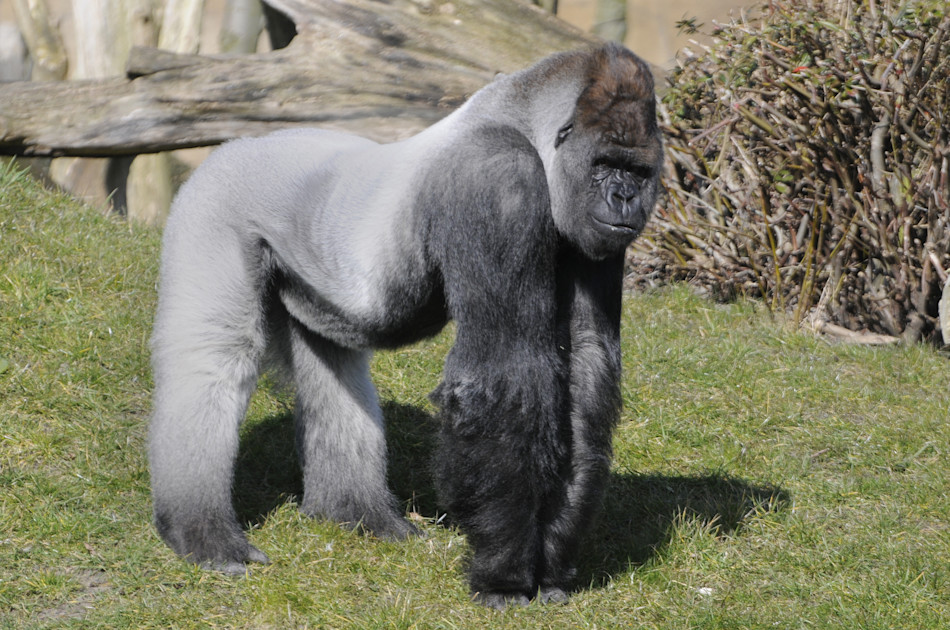 Beroemde gorilla Bokito uit Diergaarde Blijdorp in Rotterdam overleden Hart van Nederland