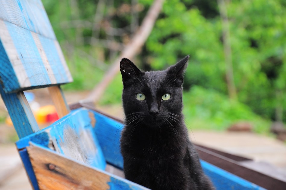 Regelmatigheid Aanpassing Caius Alice verloor binnen 24 uur haar twee katten na een vermoedelijke  vergiftiging | Hart van Nederland