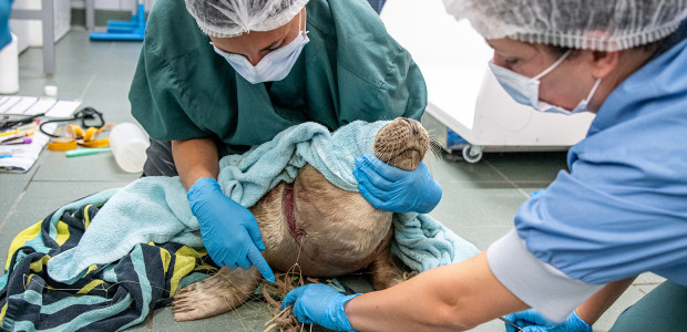 zeehond gewond Tafiti Pieterburen