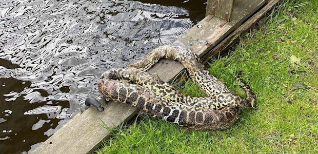 dwerganaconda
