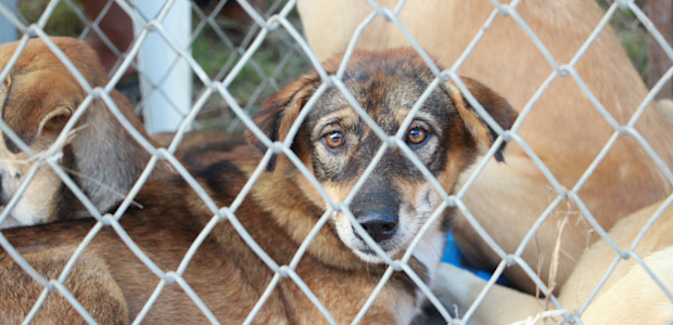 Stockfoto hond in dierenasiel (Pexels)