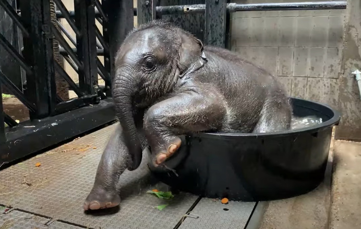 Trojaanse paard Lijm scheren Te schattig! Pasgeboren olifantje uit ARTIS speelt voor het eerst met water  | Hart van Nederland