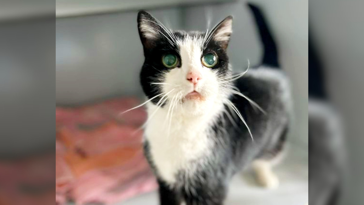 Vermiste kat Teigertje (18) na tien jaar weer herenigd met baasjes