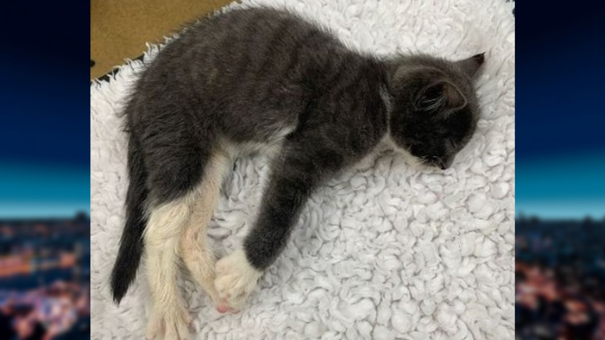 Zwaargewonde kitten gedumpt in IKEA-tas bij Zuiderdijk (Politie)