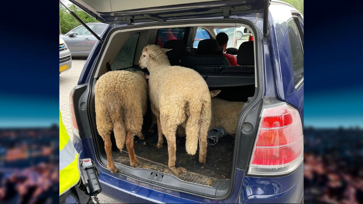 variabel Fokken trompet Bizarre diefstal: Roemenen nemen gestolen schapen mee in kofferbak | Hart  van Nederland