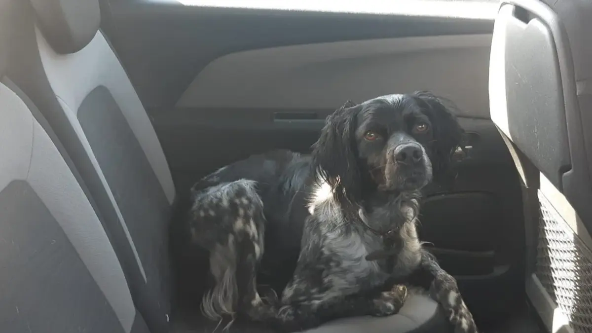 Hond na uren bevrijd uit bloedhete auto beeld politie Loon op Zand