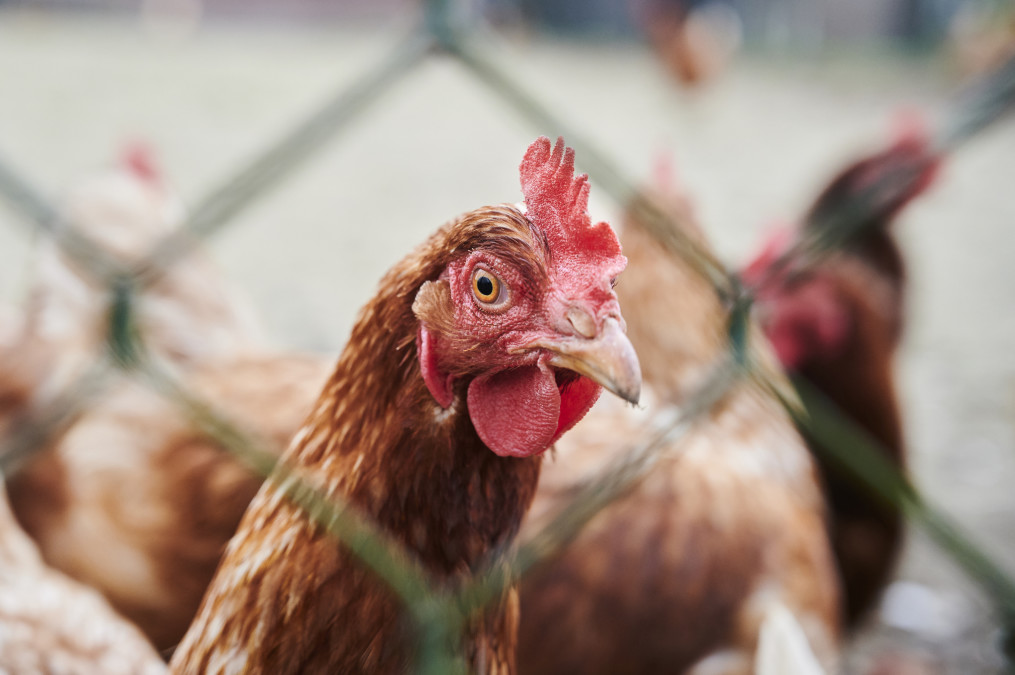 Sandy vacature Ontoegankelijk Vogelgriep en stijgende prijzen: is ons gekookte eitje in gevaar? | Hart  van Nederland