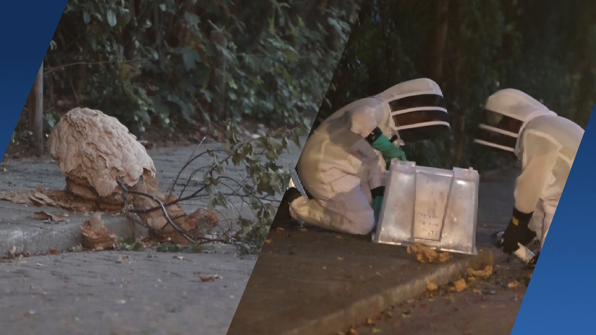 Nest Aziatische hoornaars valt op stoep in Den Bosch: Kan een kind  doodsteken | Hart van Nederland