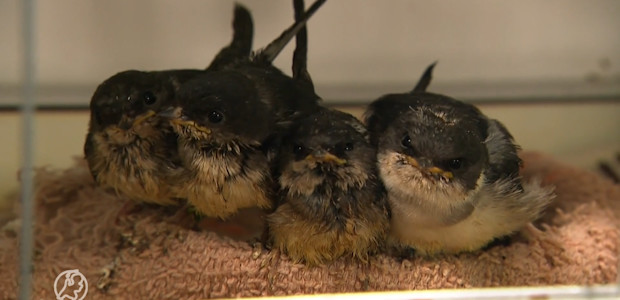De vogels vallen vandaag letterlijk van het dak, opvang heeft 'dagtaak aan baby's voeren'