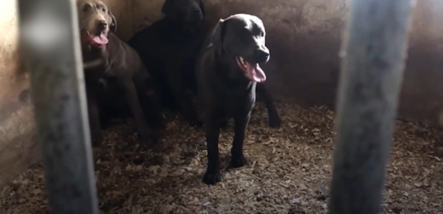 Politie haalt labradors en puppy's weg bij malafide fokkers Tienhoven (Politie)