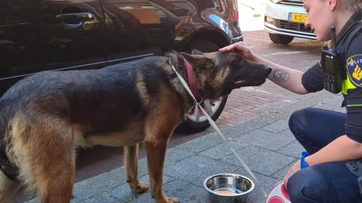 Insta Wijkagenten Schilderswijk Agenten redden herdershond van bloedheet balkon in Den Haag: 'Temperatuur van 44 graden Celsius' 