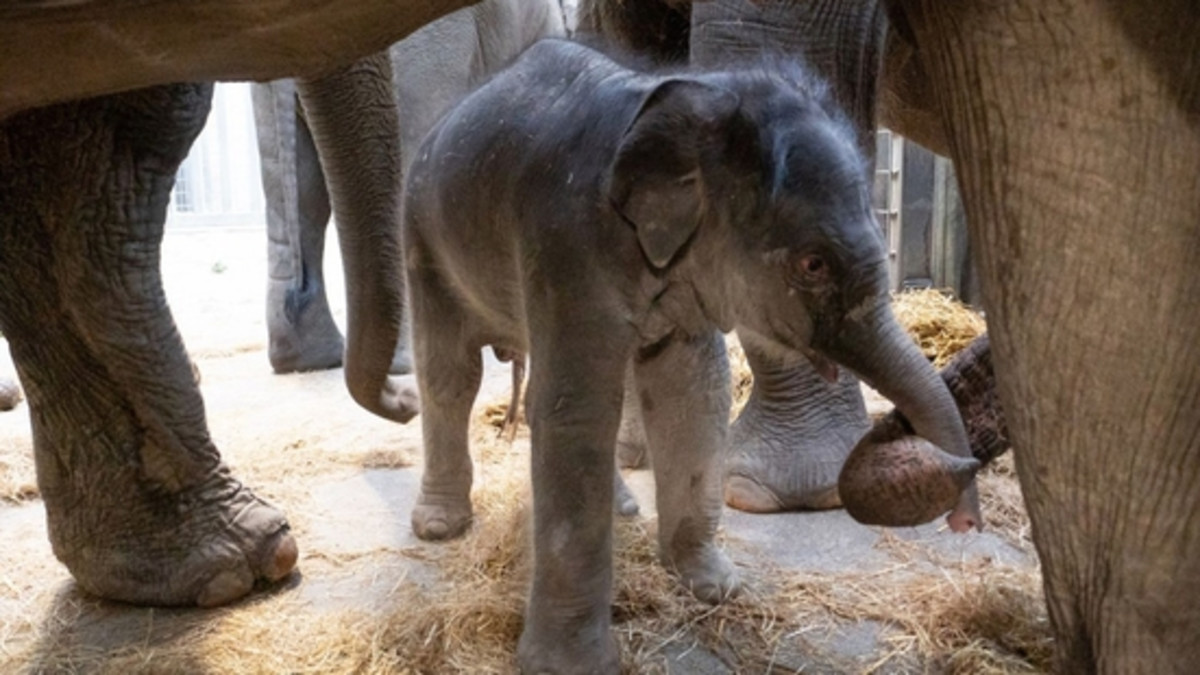 Foto van het geboren olifantje Nagarr in Wildlands Emmen