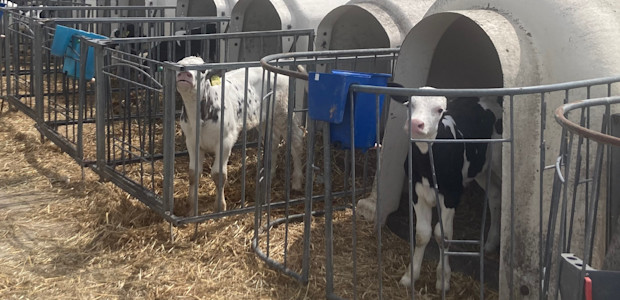 Rij met kalveriglo's en kalfjes erbij