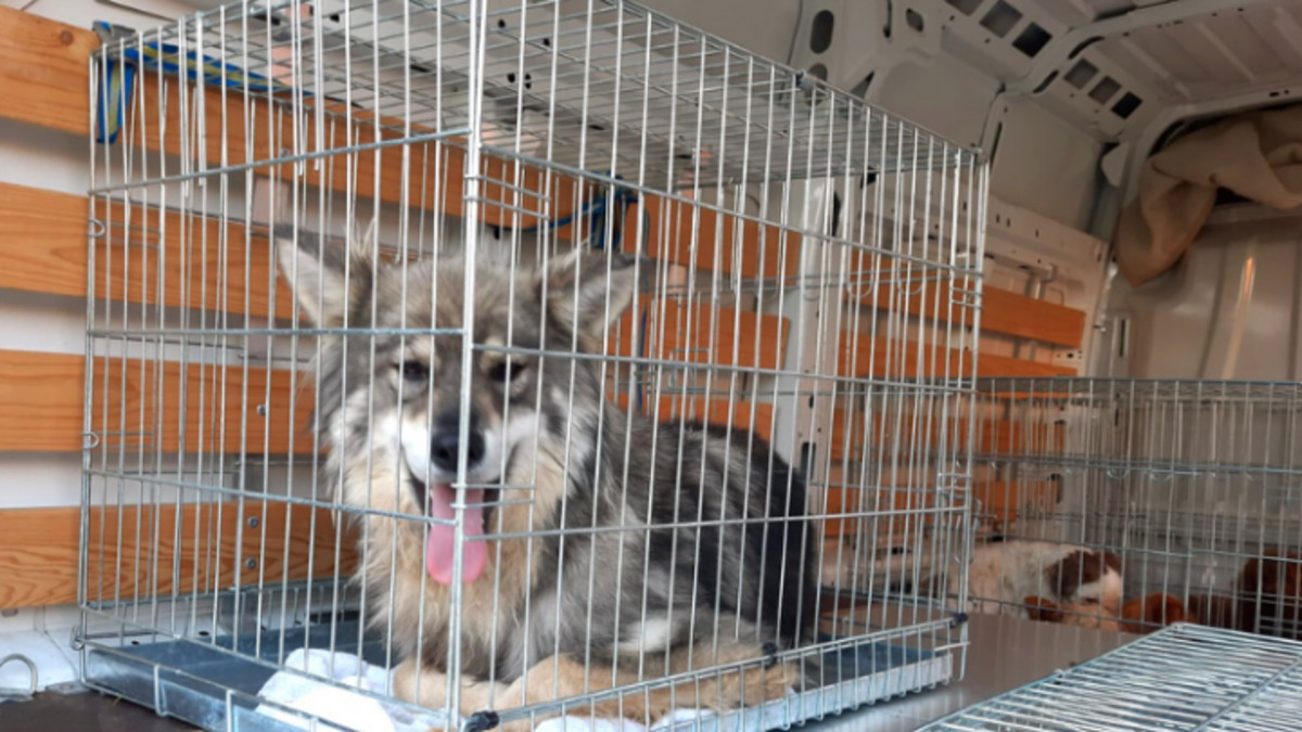 DIERENBESCHERMING Broodfokker in Echt-Susteren gaat weer de fout in, Dierenbescherming neemt 55 honden in beslag