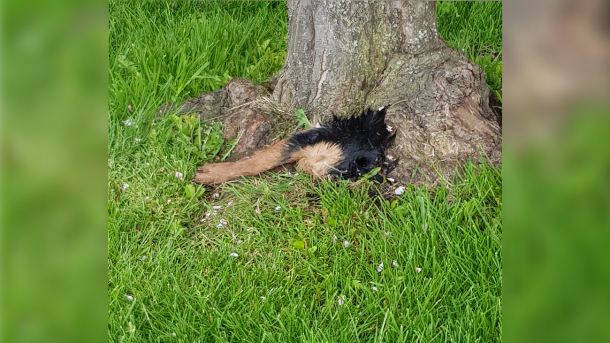 De bewuste hondenpoot die 03-05-2021 aangetroffen is in Emmeloord