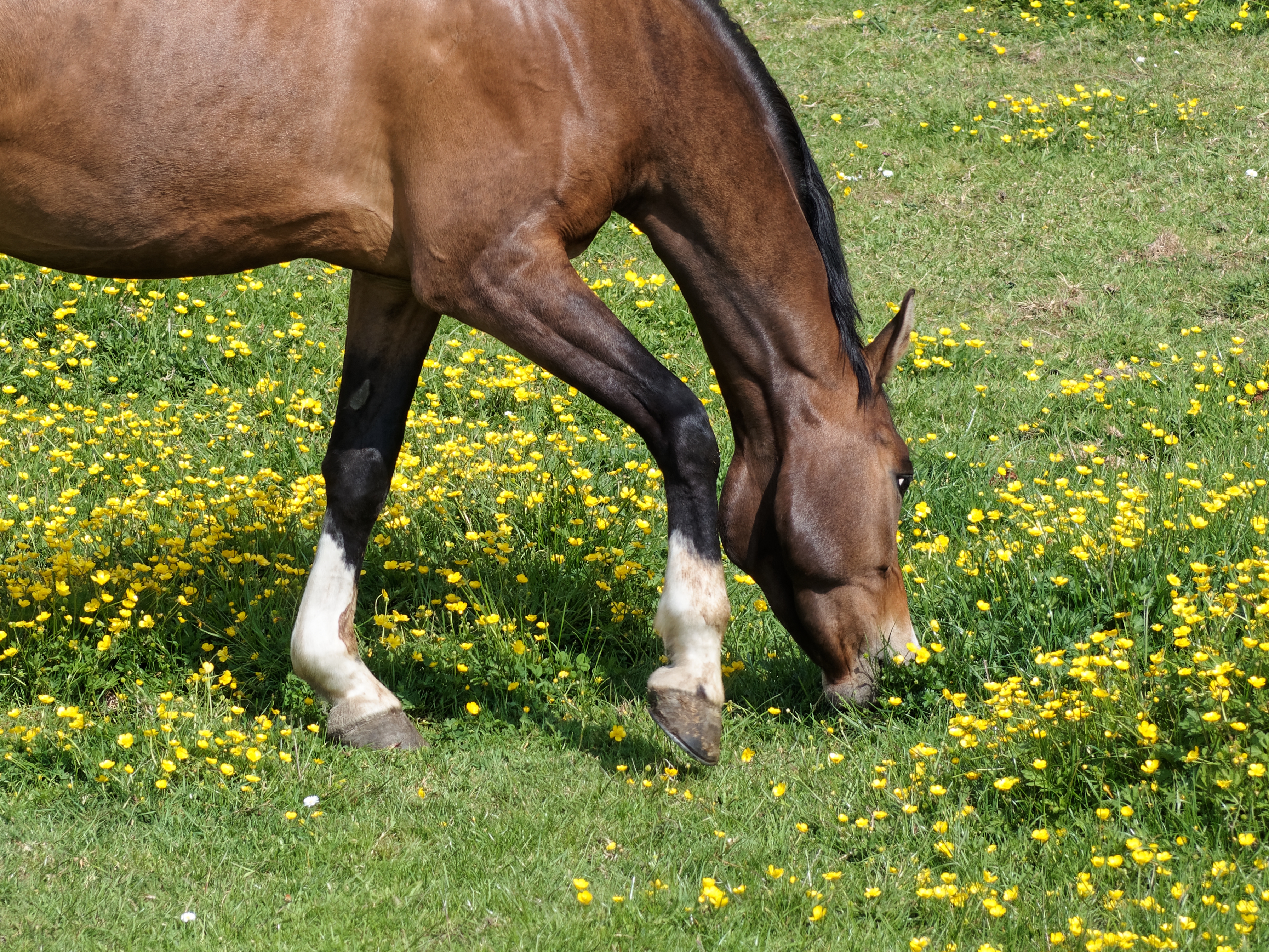 西ナイルウイルスが南オランダで出現、今度は馬に感染