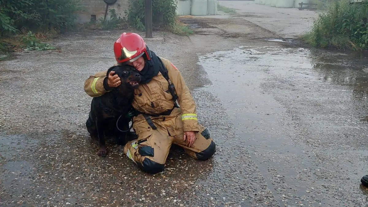 brandweer redt hond