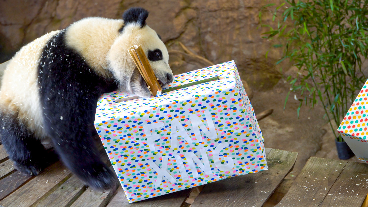Reuzenpanda Fan Xing viert zijn verjaardag in Ouwehands Dierenpark