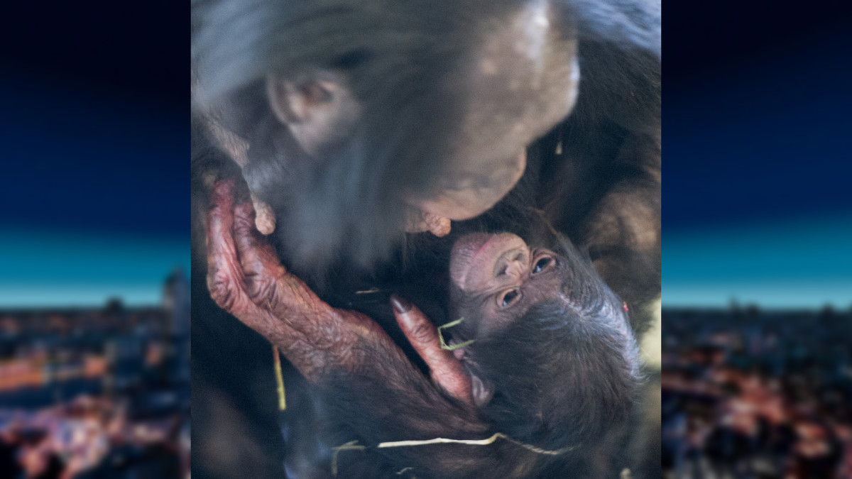 bonobo 