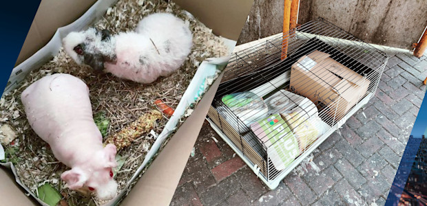Twee cavia's in eigen hok bij het grofvuil gezet: 'Hun gepiep heeft ze gered'