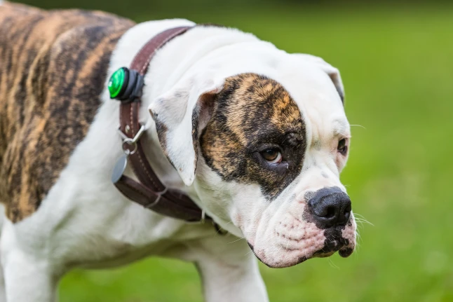 Eerste Nederlandse Hond En Katten Besmet Met Coronavirus Hart Van Nederland