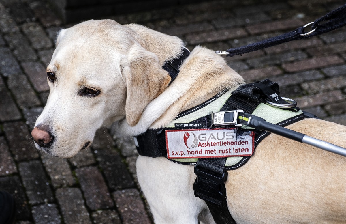 Hulphond labrador retriever