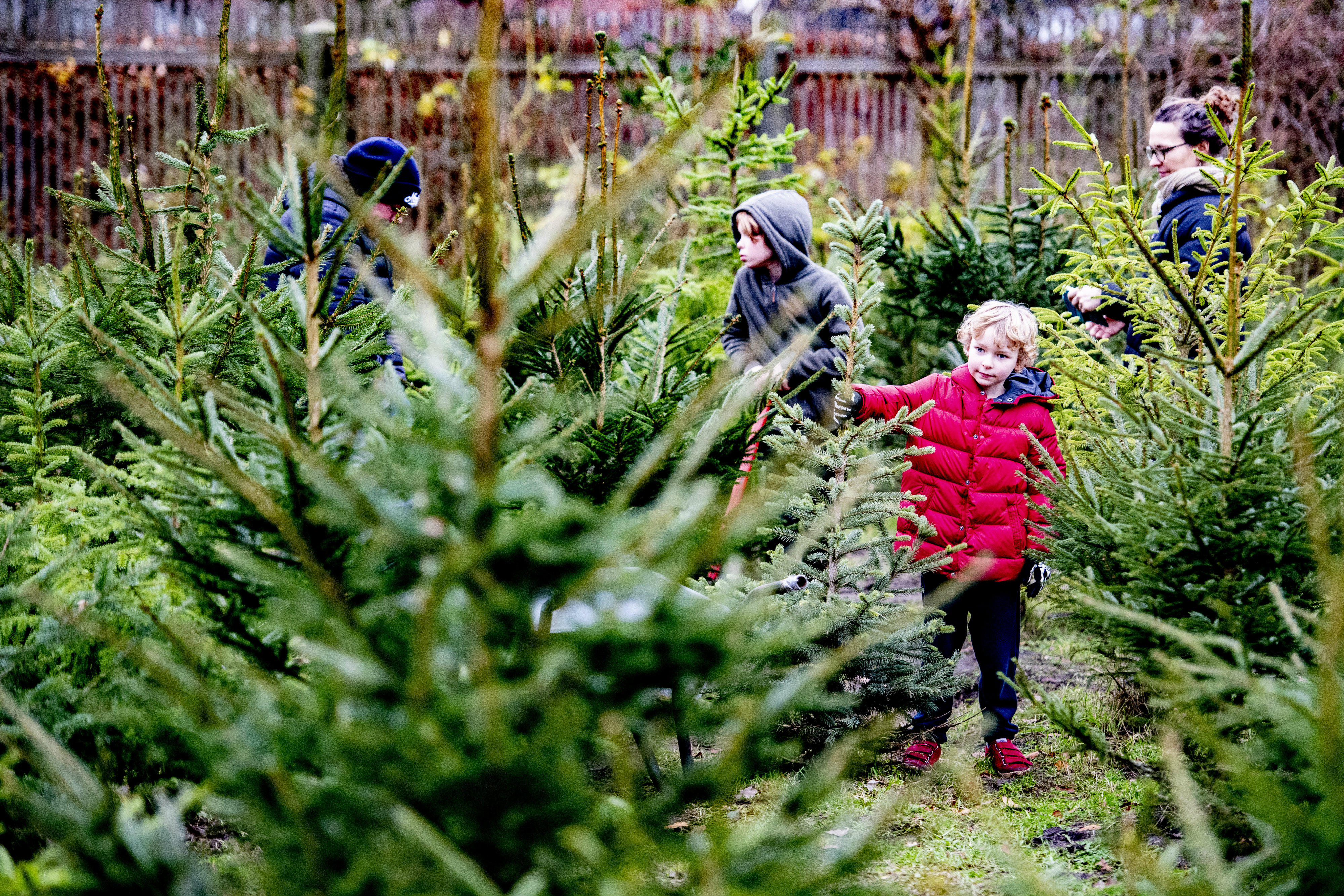 piekt vroeg dit jaar: zijn kerstbomen aan het hamsteren' | van Nederland