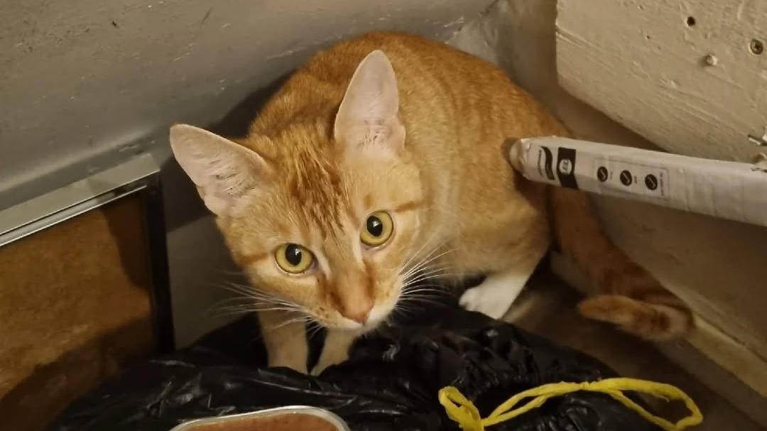 ボスは猫をメーターの食器棚アムステルダムに残して、4週間休日に行きます