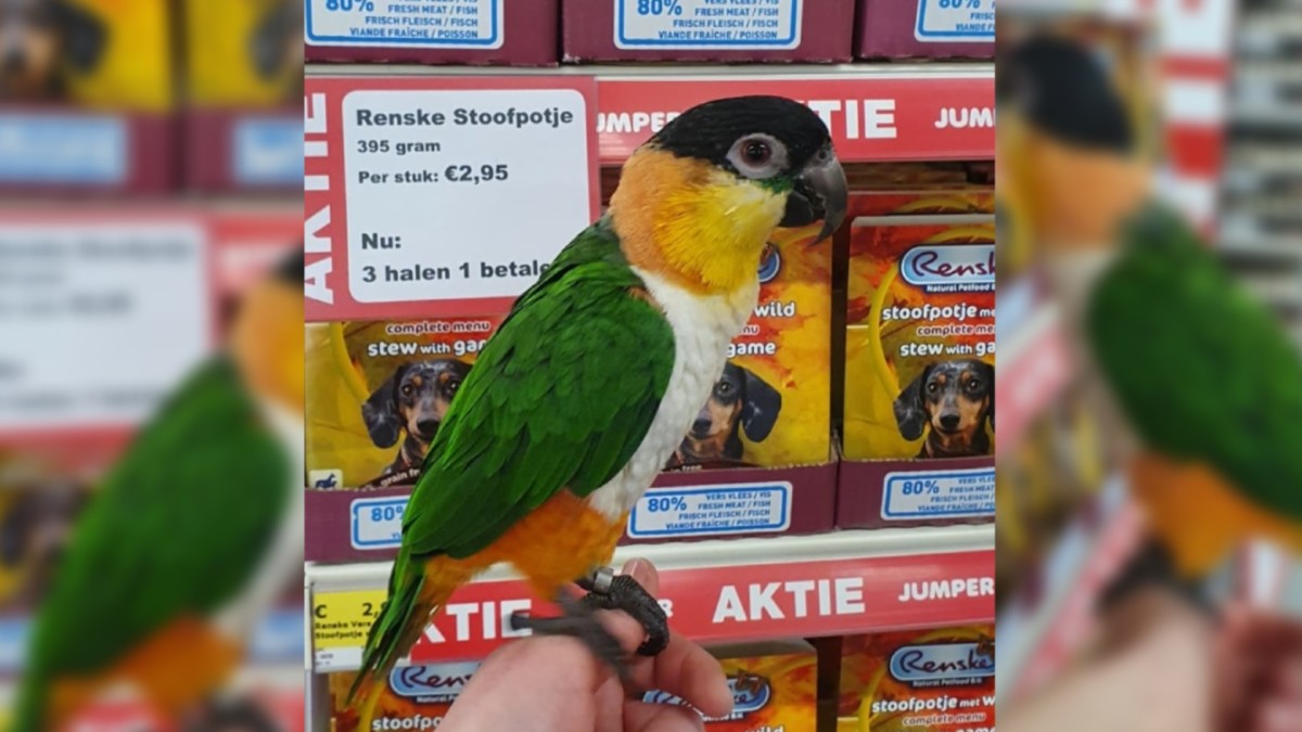Dieven nemen 'zonder te vragen' papegaai Luna mee uit dierenwinkel Kerkrade.