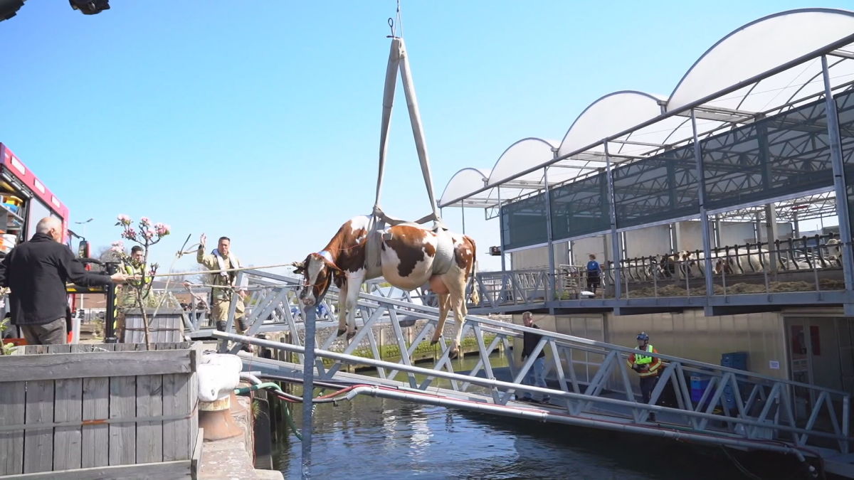 Koe kukelt van drijvende boerderij bij Rotterdam zo het water in