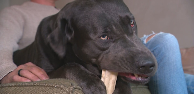 Slachtoffers opgelucht na inval bij fokker Tienhoven