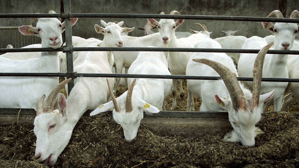 q-koorts geiten boeren boerderij