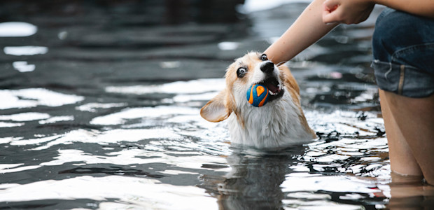 Pexels Hoe hou je het hoofd van je dier koel?