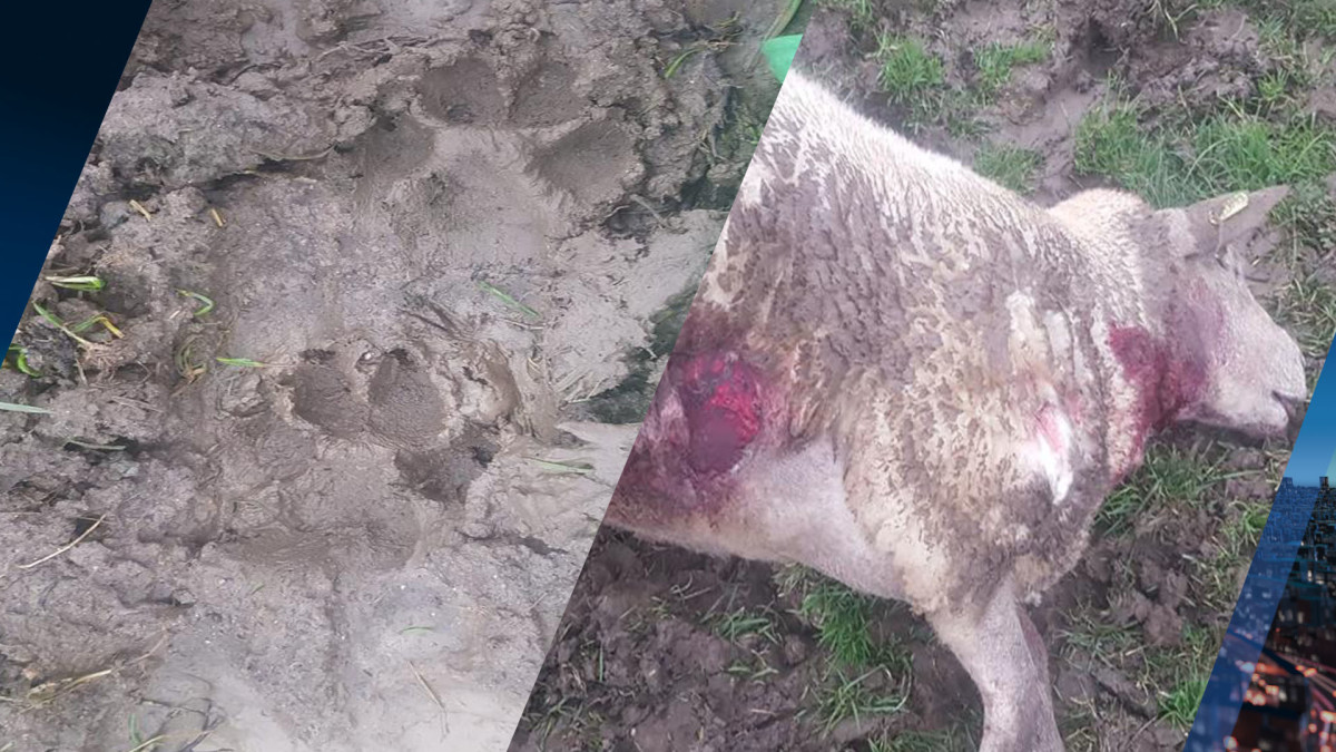 Schapen van Gelderse boer doelwit van hongerige wolf: 'Mijn kinderen blijven binnen'