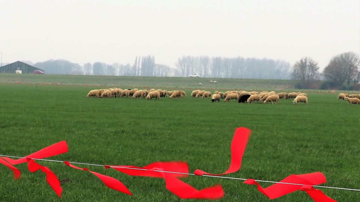 Turbo Fladry in een wei om schapen te beschermen tegen wolven. bron: Provincie Zeeland - Johan Mees