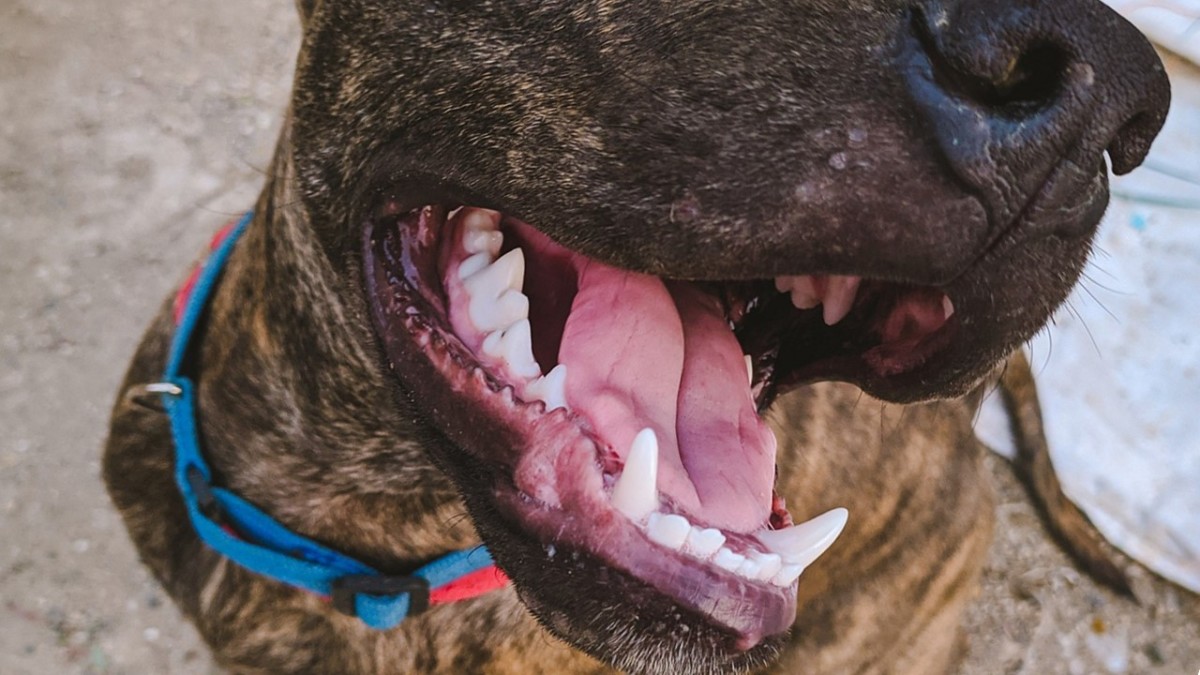 Hond Bijt Vrouw 18 In Gezicht Slachtoffer Met Ernstige Verwondingen Naar Ziekenhuis Hart Van Nederland