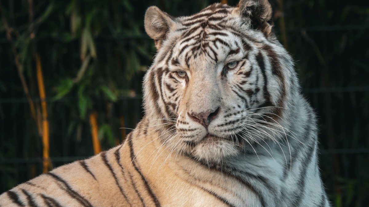 Witte tijger Rama ZooParc Overloon