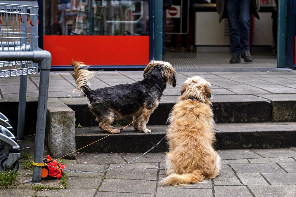 Nooit meer hond vastbinden bij de supermarkt: luxe bench biedt uitkomst | Hart van Nederland