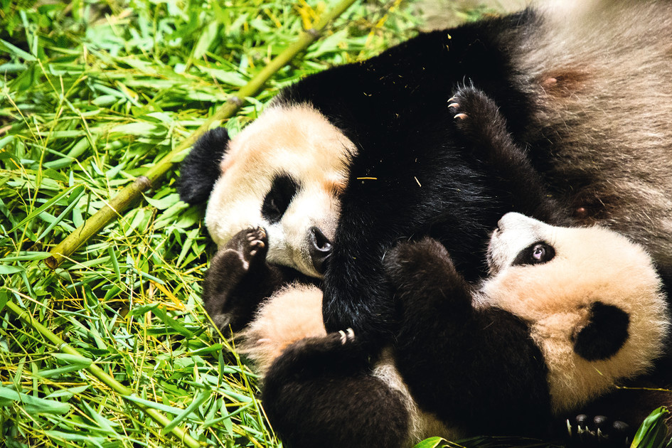 Bekritiseren Ingang het laatste Babypanda Fan Xing vrijdag eindelijk in het echt te bewonderen | Hart van  Nederland