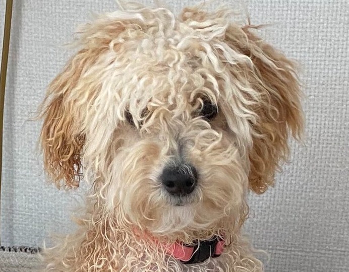 Koninklijke hond Mambo blaft dwars door