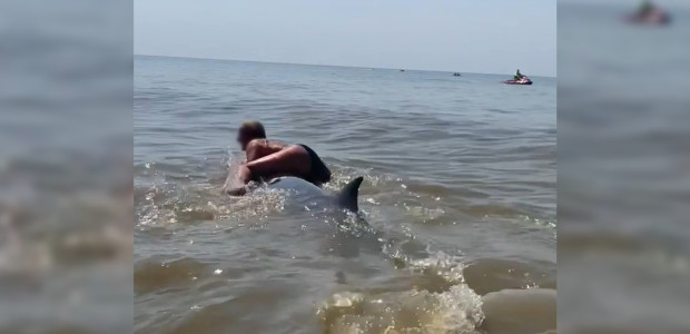 Vrouw probeert op bijna gestrande dolfijn te klimmen na reddingsactie badgasten