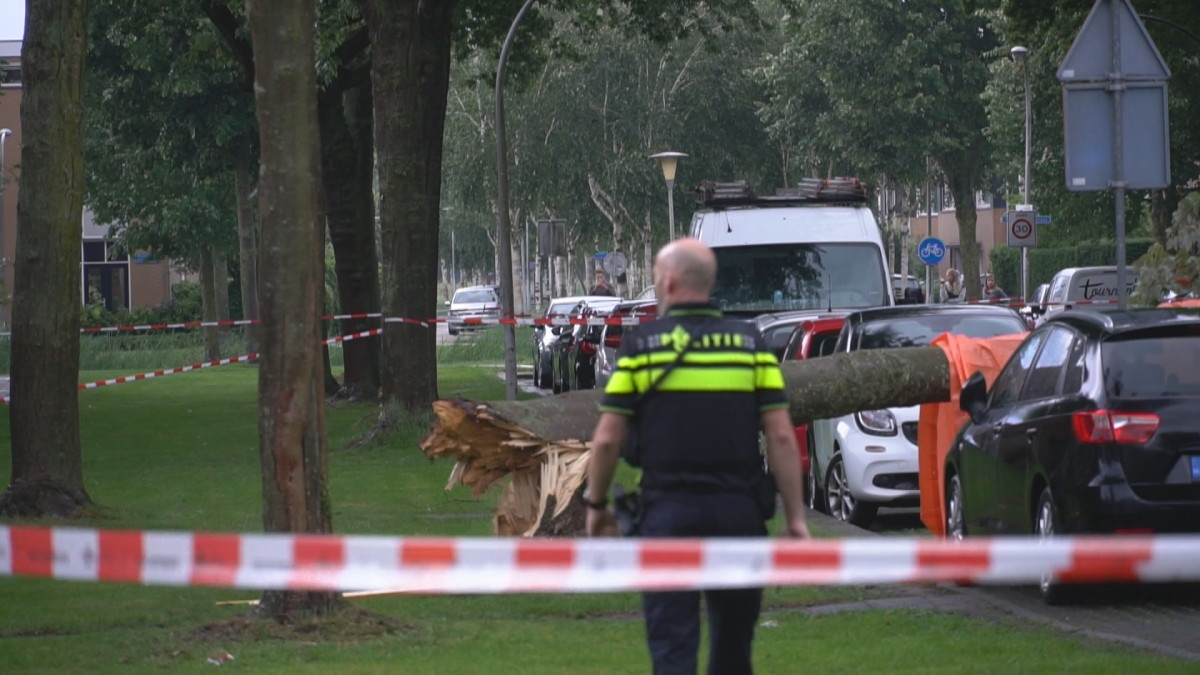 Noodweer Raast Over Nederland Vrouw Uit Zwolle Overleden Door Omgewaaide Boom Hart Van Nederland