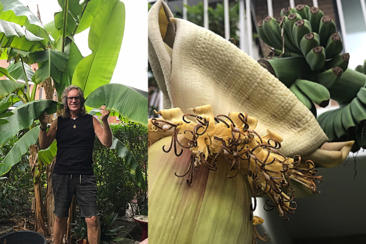 Buitengewoon: Gerbrand Zette Een Mini-Bananenplantje In Zijn Tuin, Nu  Groeien Er Bananen Aan | Hart Van Nederland