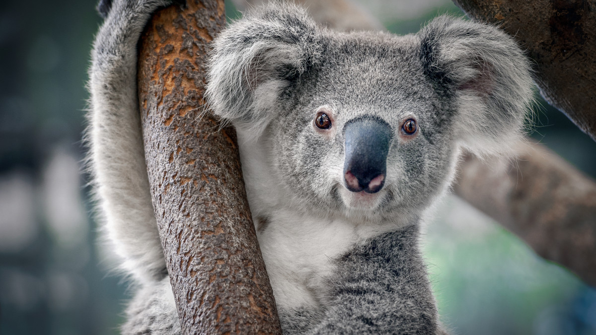 Koala Ouwehands Dierenpark